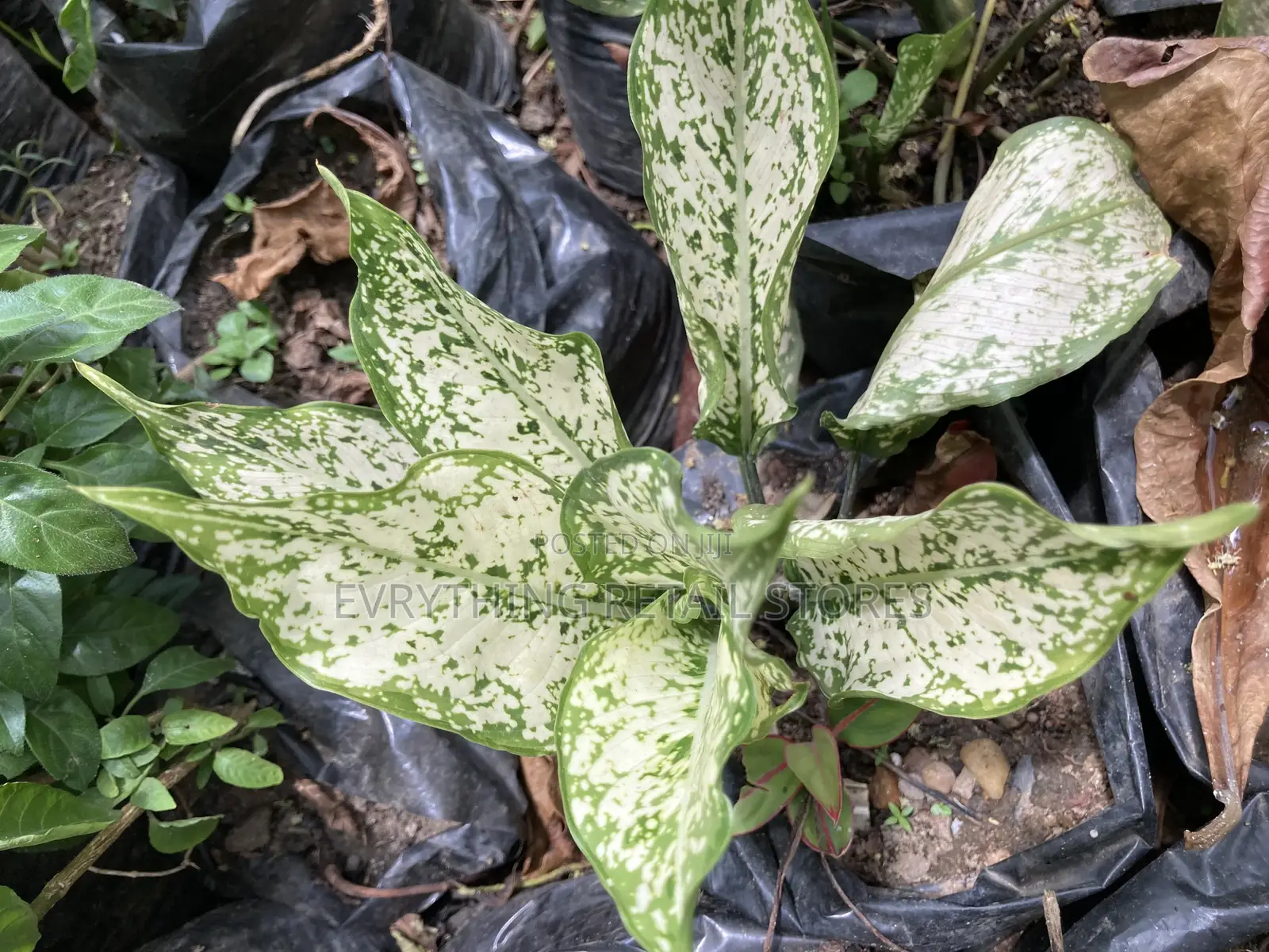 Aglaonema Snow White Plant in Lagos, Nigeria | Indoor Ornamental Plant