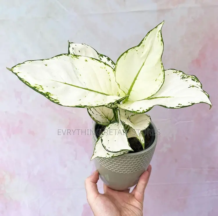 Aglaonema Snow White Plant in Lagos, Nigeria | Indoor Ornamental Plant