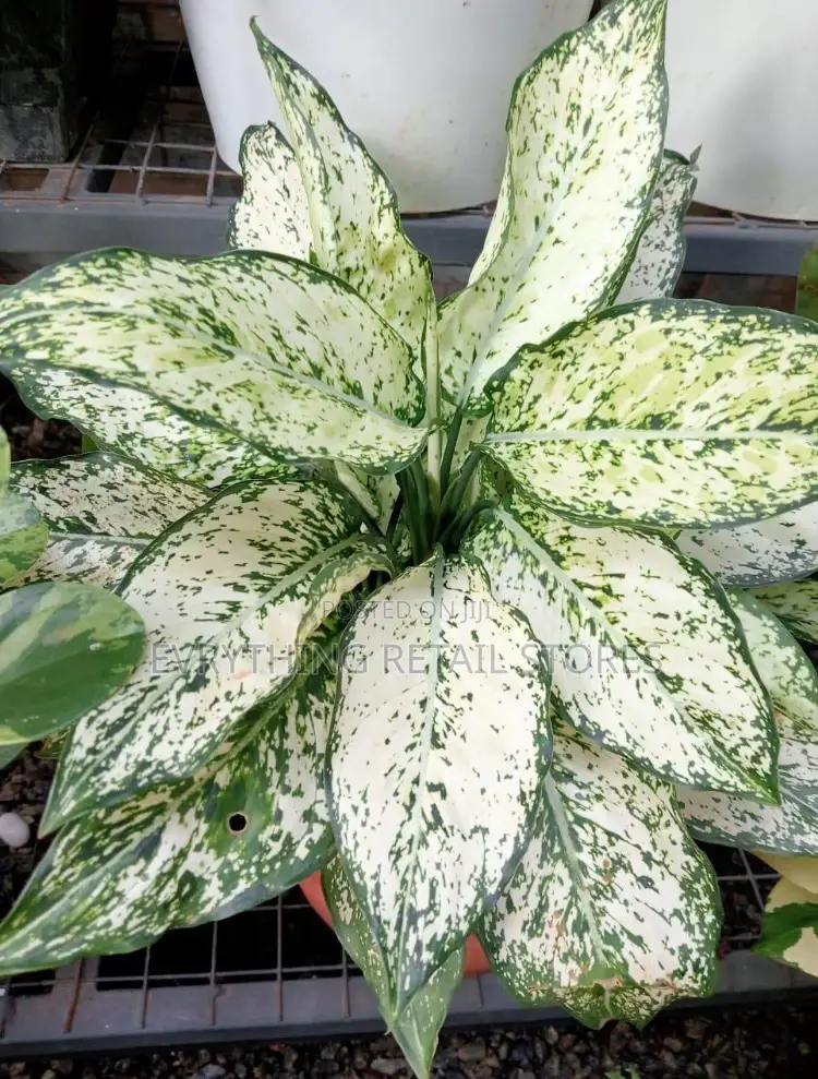 Aglaonema Snow White Plant in Lagos, Nigeria | Indoor Ornamental Plant