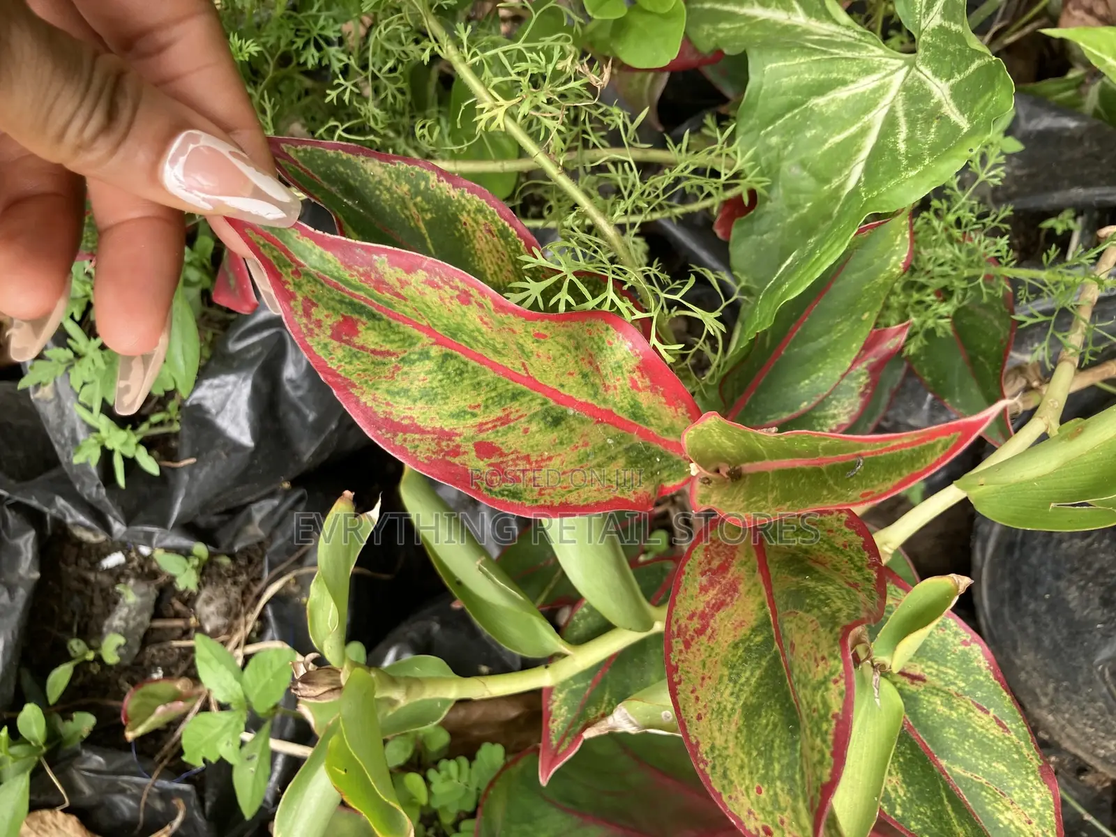 Red Chinese Evergreen Plant for Sale in Lagos, Nigeria (57)