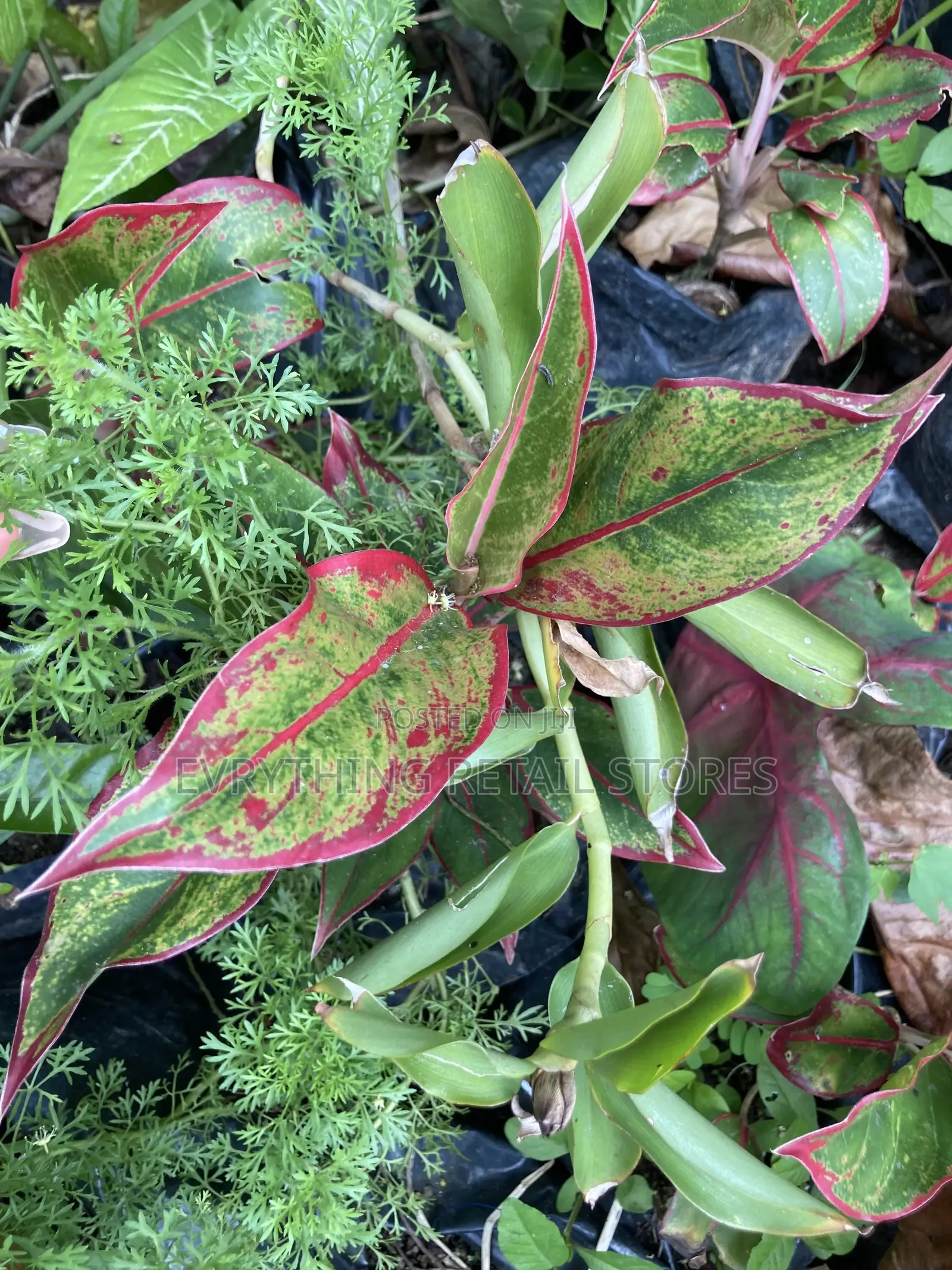 Red Chinese Evergreen Plant for Sale in Lagos, Nigeria (57)