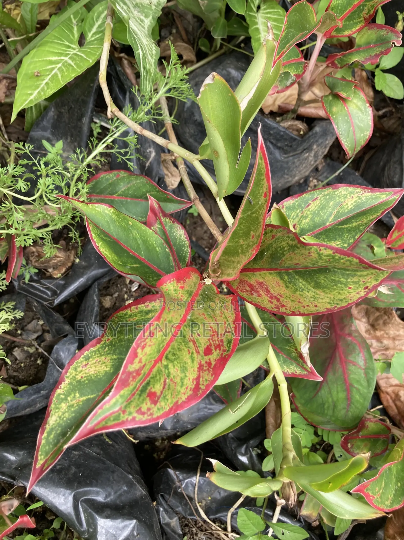 Red Chinese Evergreen Plant for Sale in Lagos, Nigeria (57)