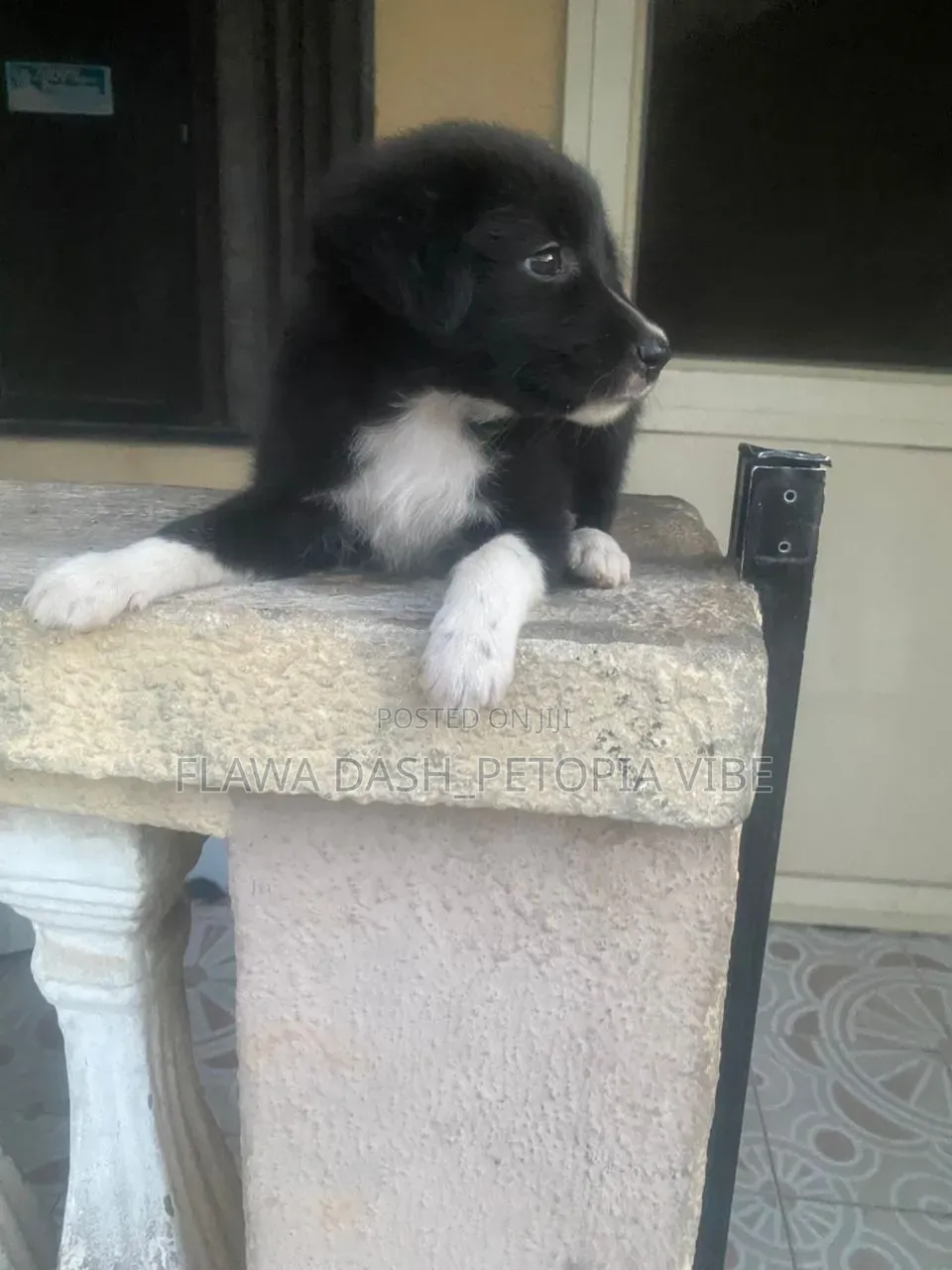 3-6 months Male Purebred Border Collie