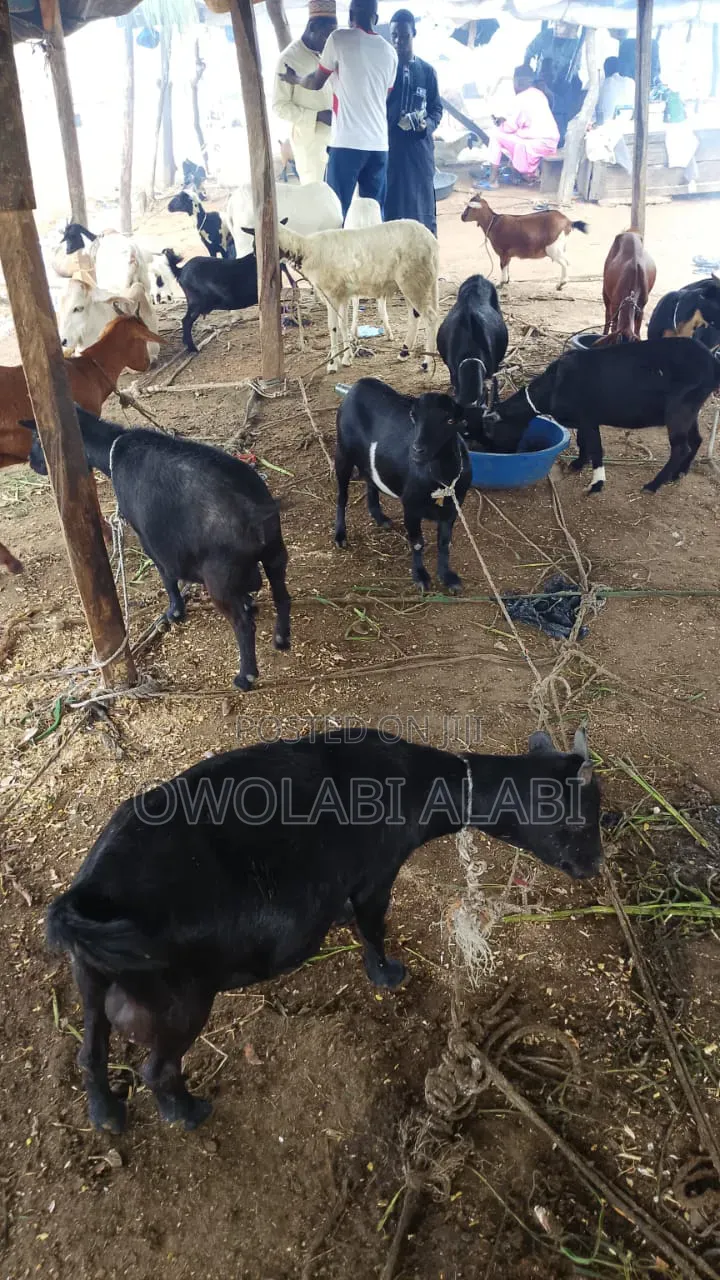 Affordable Healthy and Vaccinated Wads Goat Savanna and Sahelian