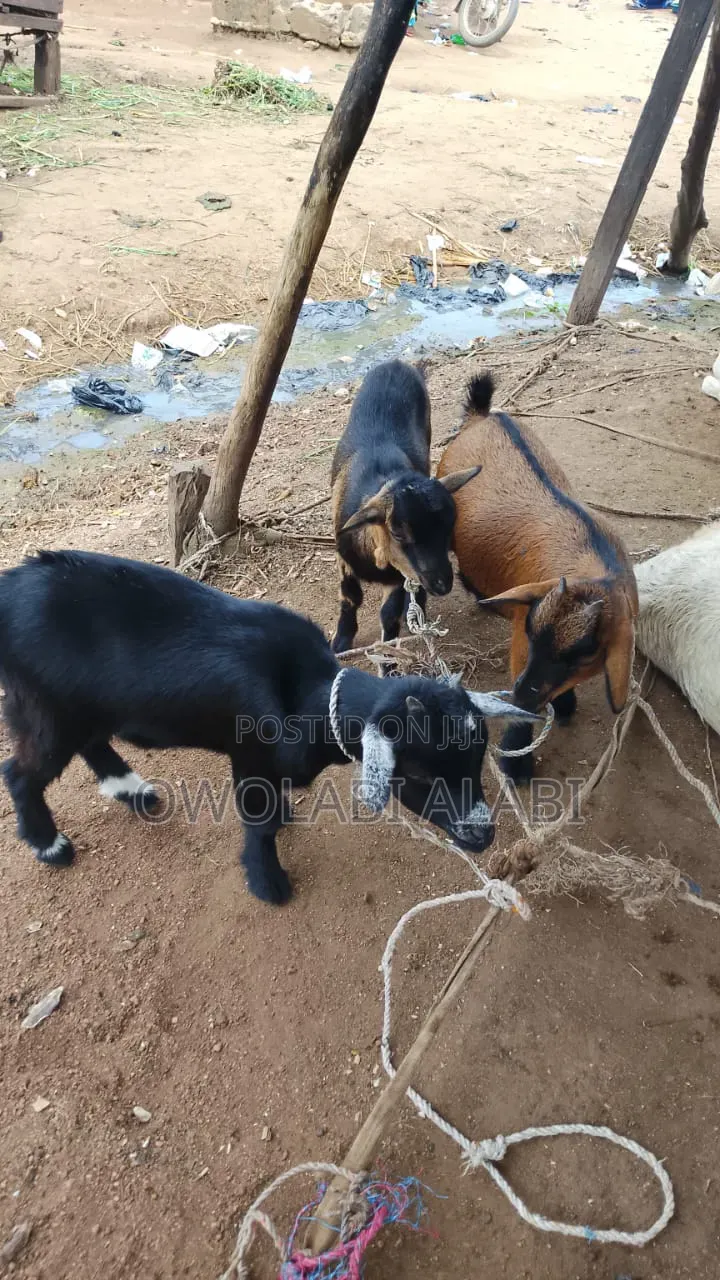 Affordable Healthy and Vaccinated Wads Goat Savanna and Sahelian