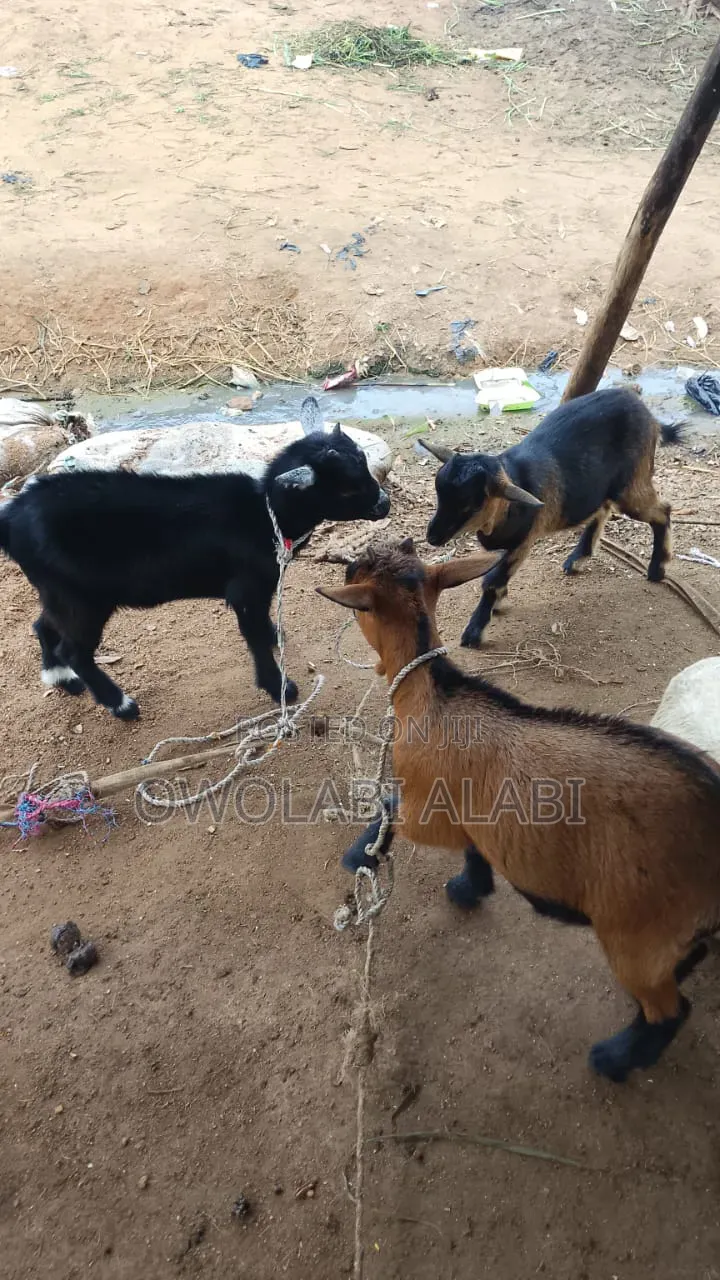 Affordable Healthy and Vaccinated Wads Goat Savanna and Sahelian