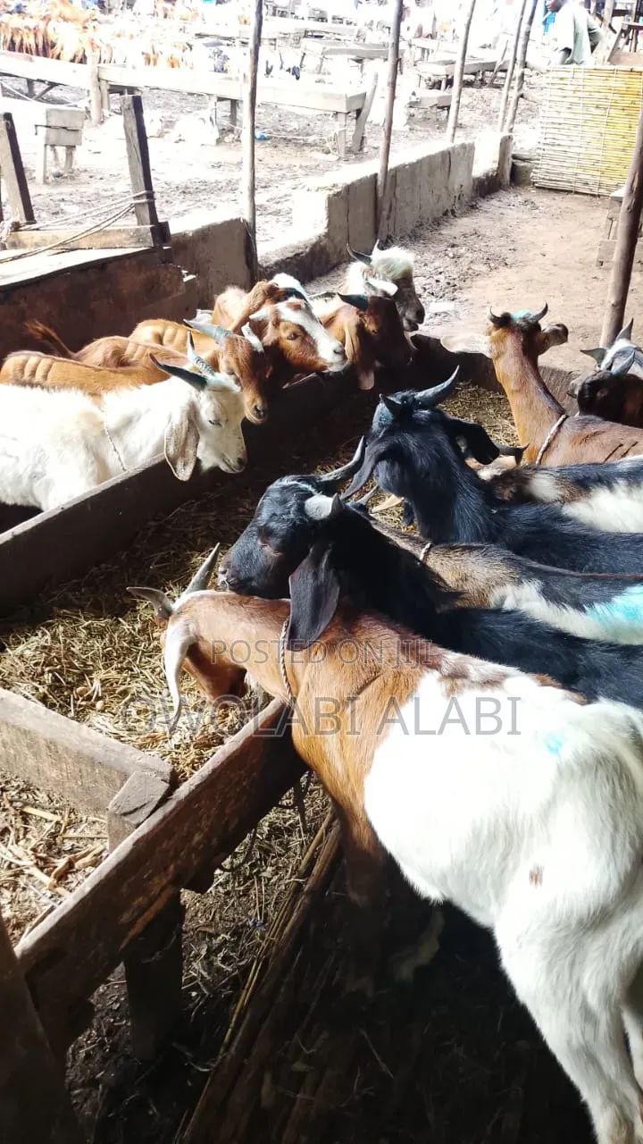 Affordable Healthy and Vaccinated Wads Goat Savanna and Sahelian