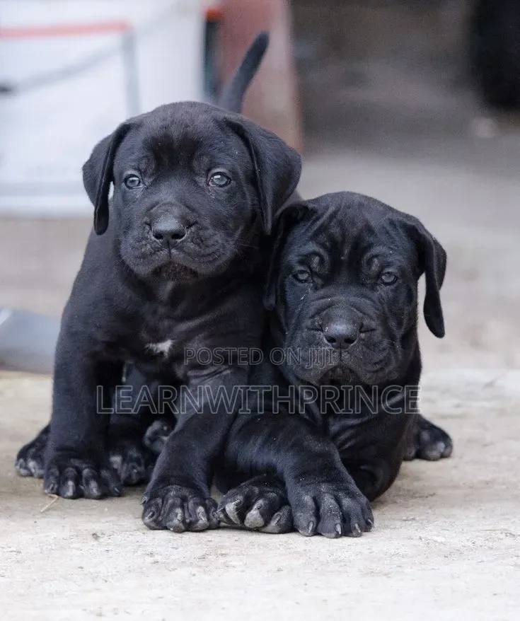 1-3 months Female Purebred Cane Corso