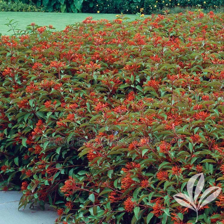 Flower Cigar Plant