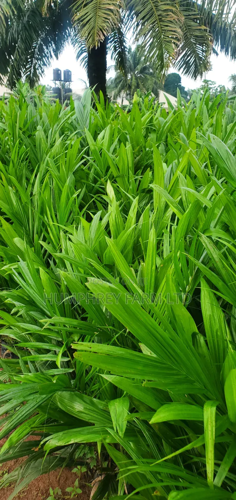 Malaysia Supergene Oil Palm Seedlings for Sale at Affordable Prices