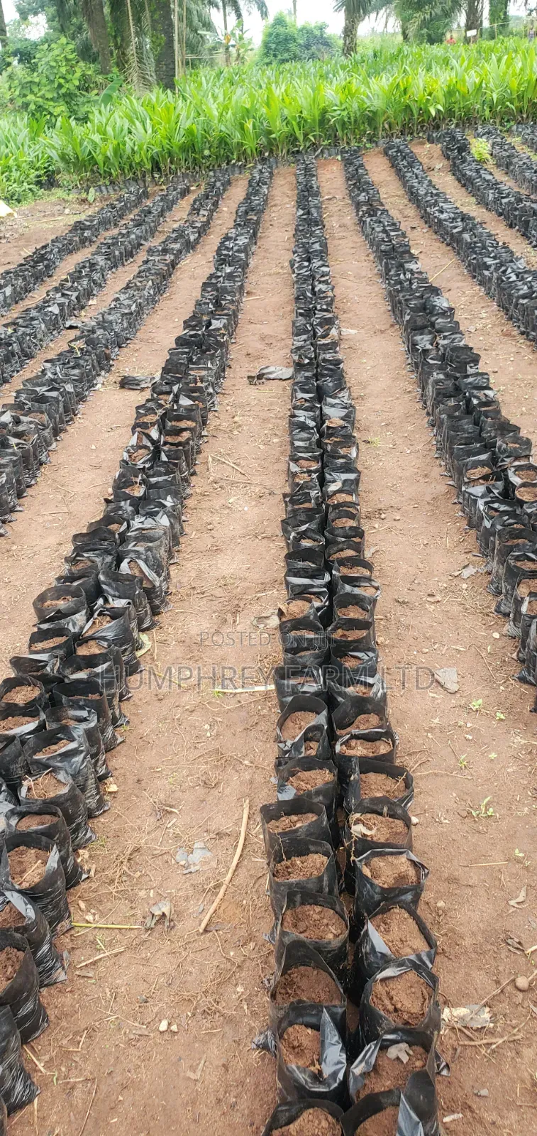 Malaysia Supergene Oil Palm Seedlings for Sale at Affordable Prices