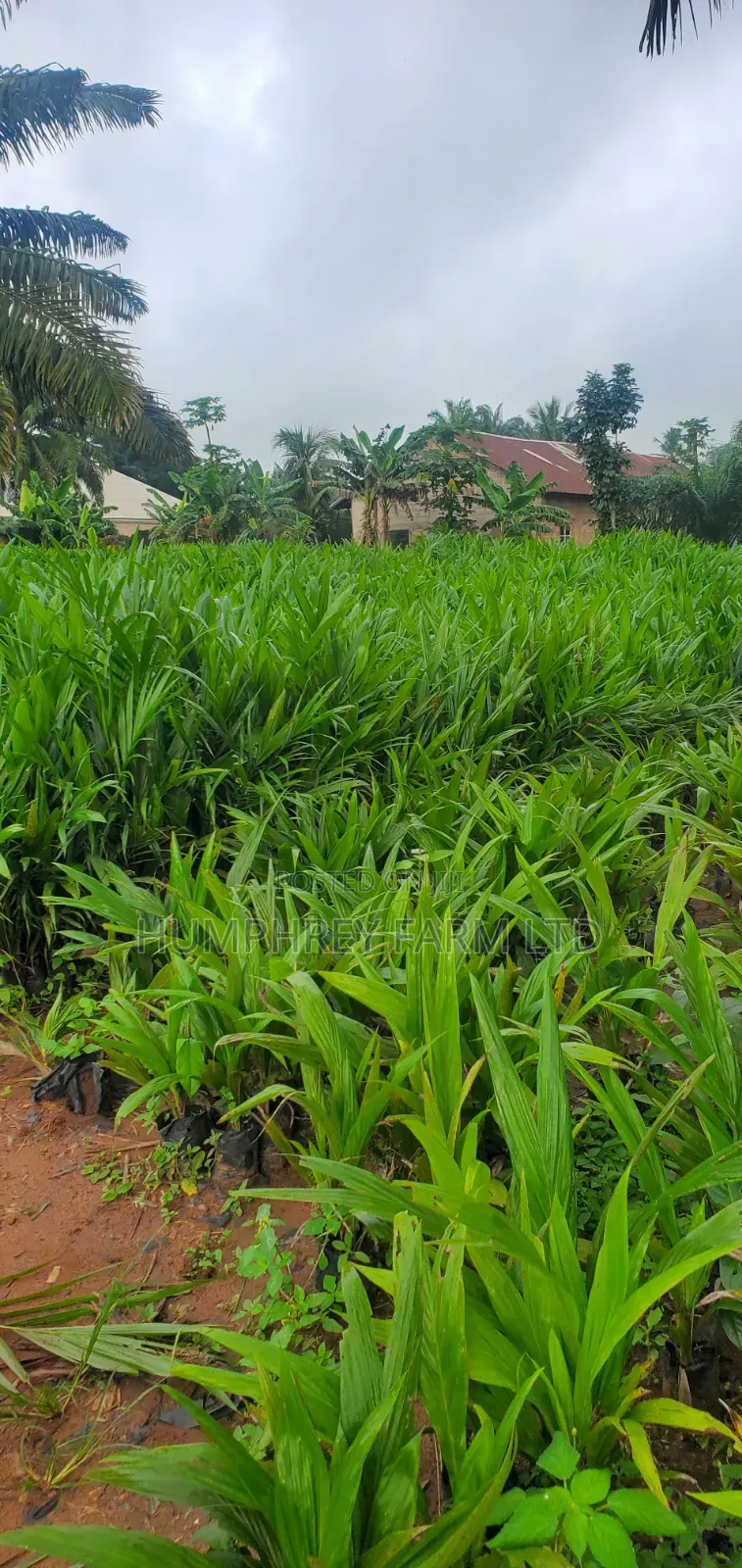 Malaysia Supergene Oil Palm Seedlings for Sale at Affordable Prices