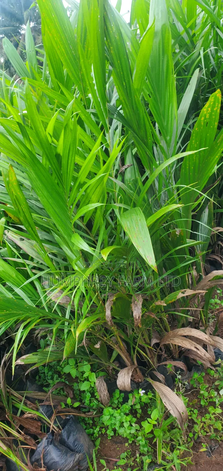 Malaysia Supergene Oil Palm Seedlings for Sale at Affordable Prices