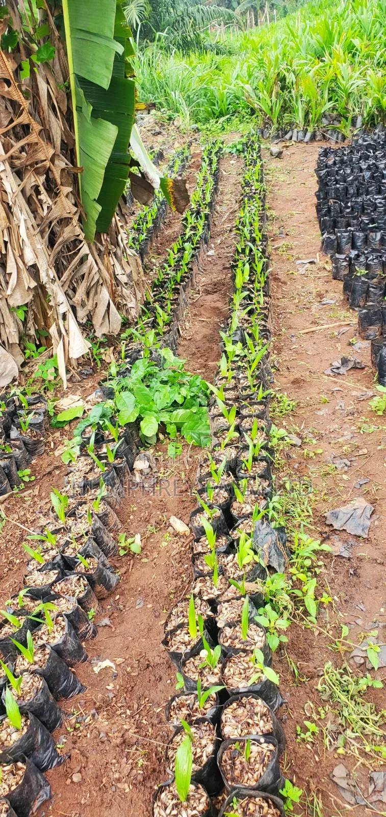 Malaysia Supergene Oil Palm Seedlings for Sale at Affordable Prices