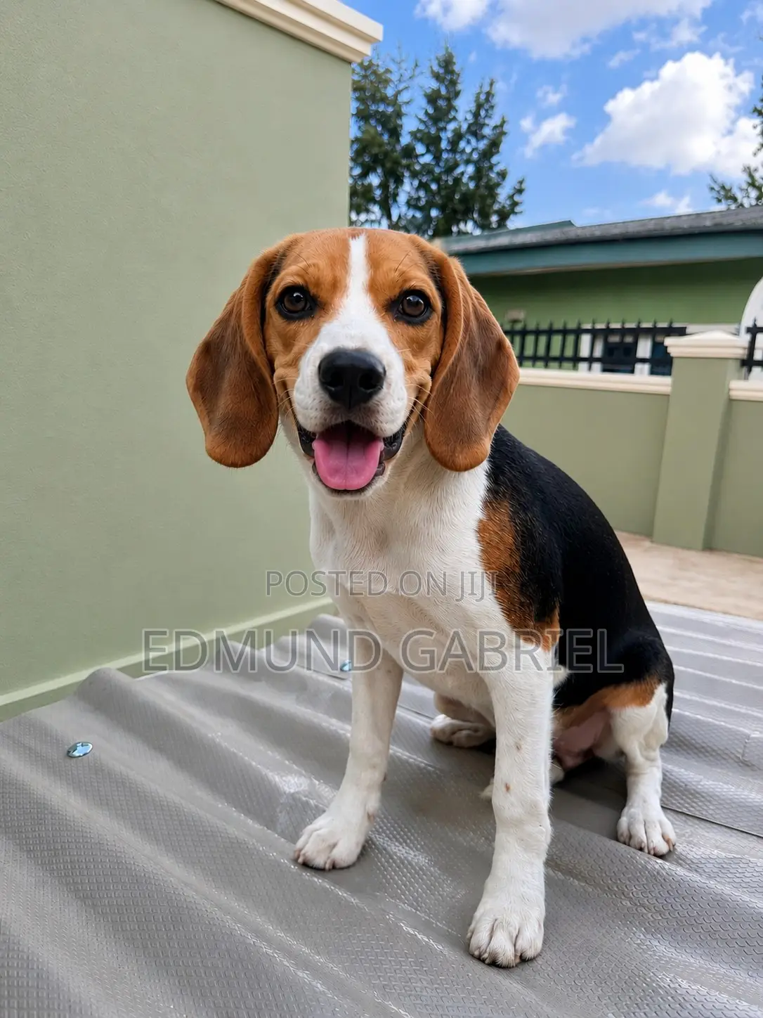 6-12 months Female Purebred Beagle