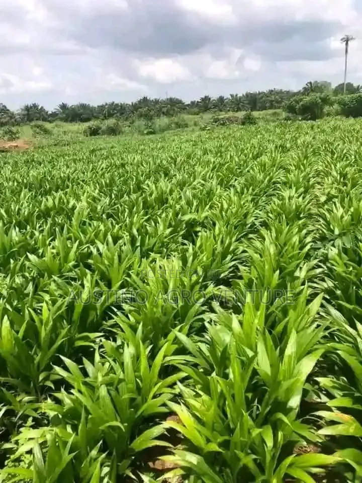 Malaysia Supergen Sprouted Seeds