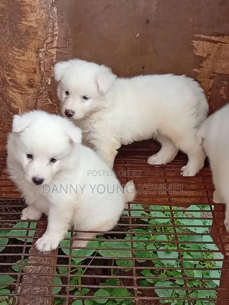 1-3 months Male Purebred American Eskimo