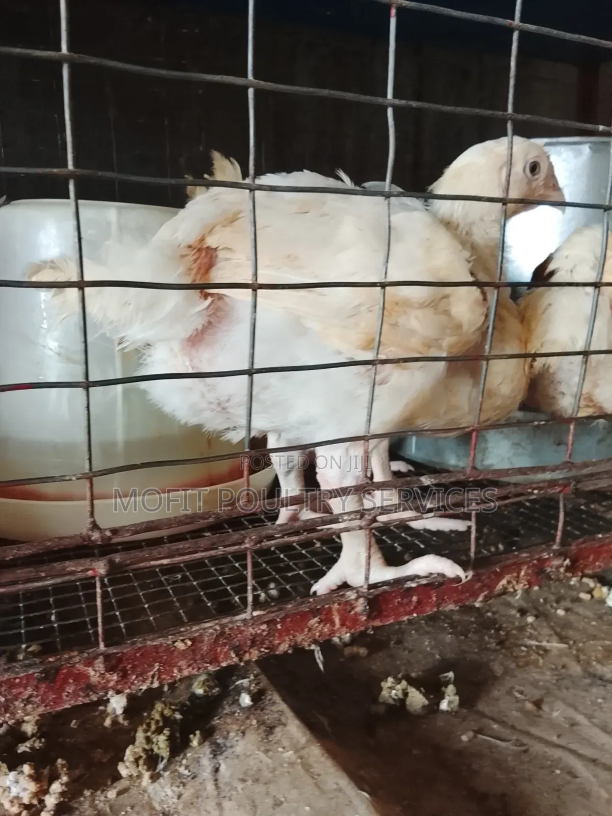 5 Weeks Broilers