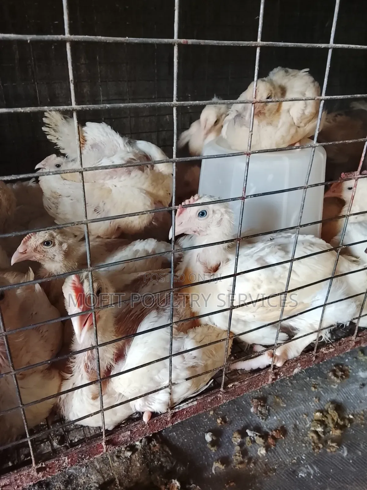 5 Weeks Broilers