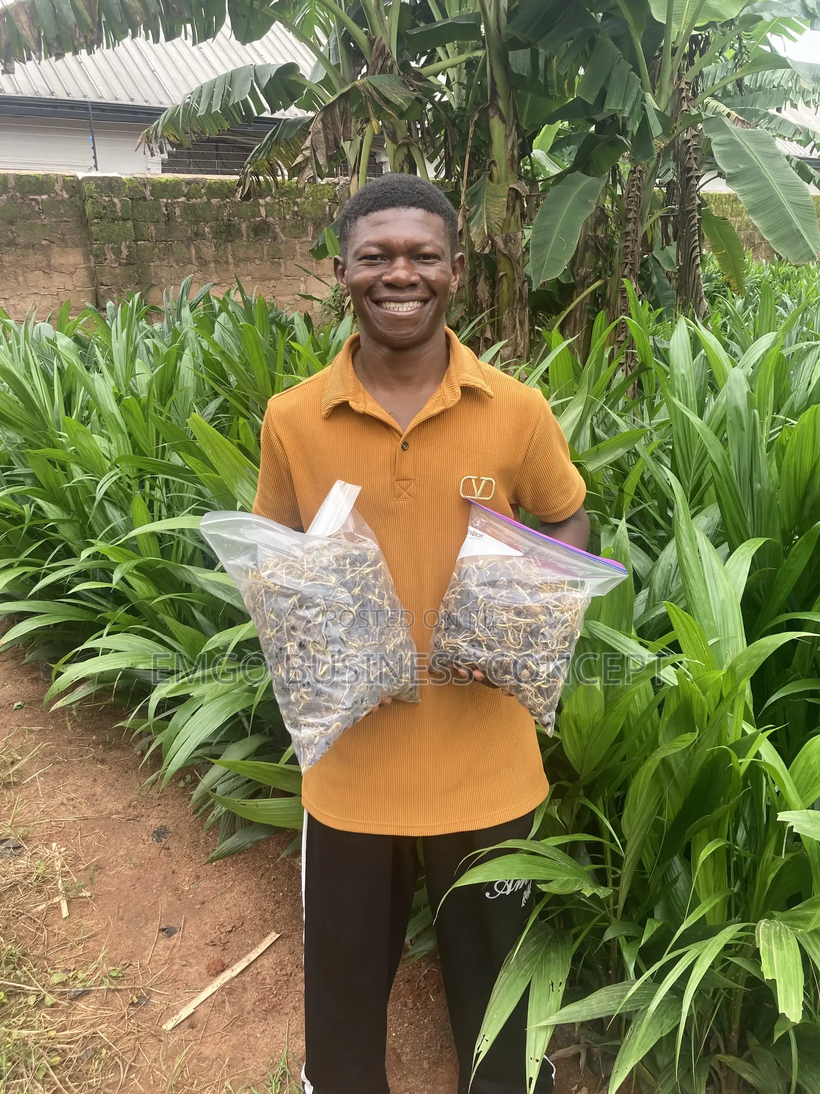 Tenera Palm Seed and Seedlings