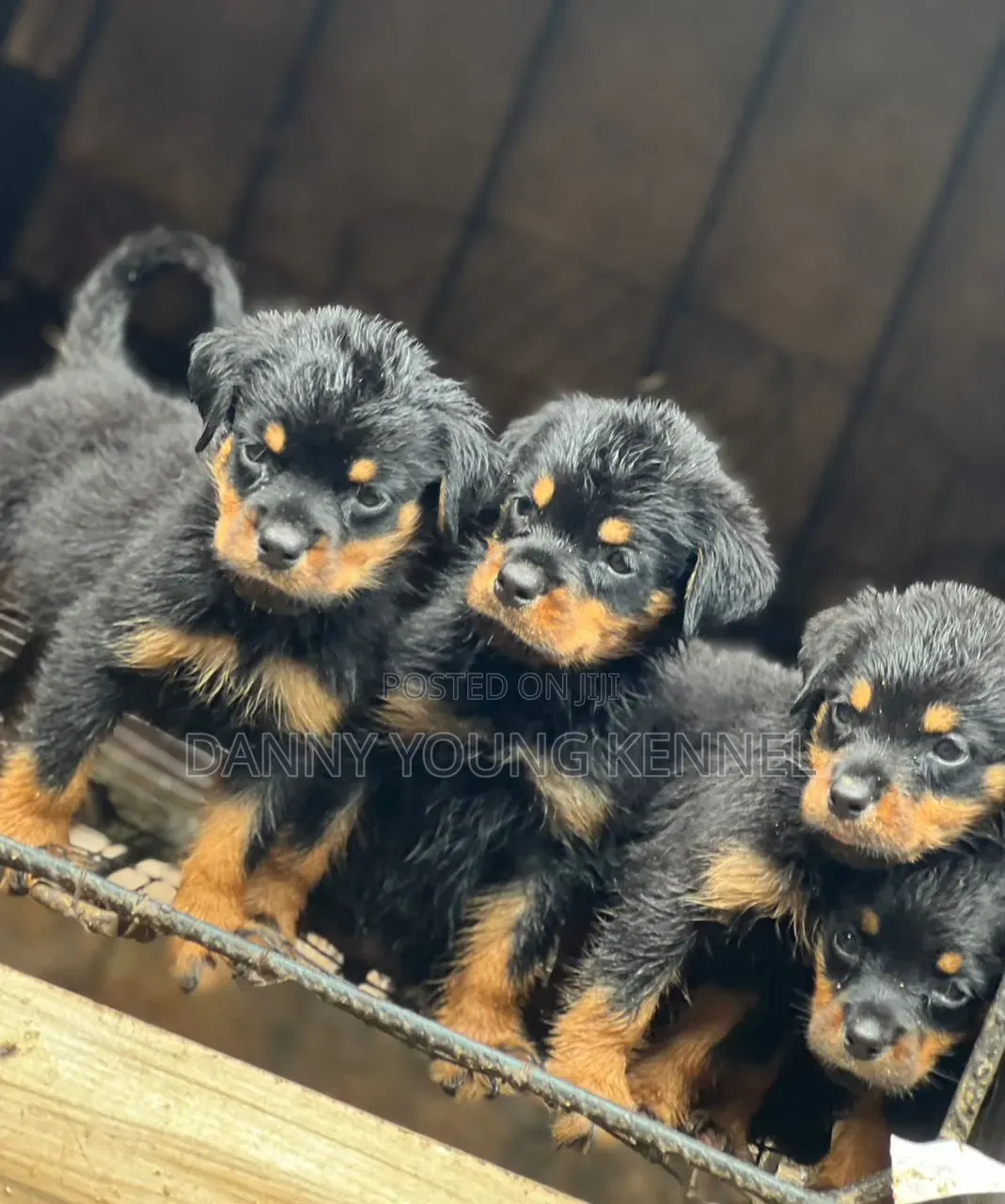 1-3 months Female Purebred Rottweiler