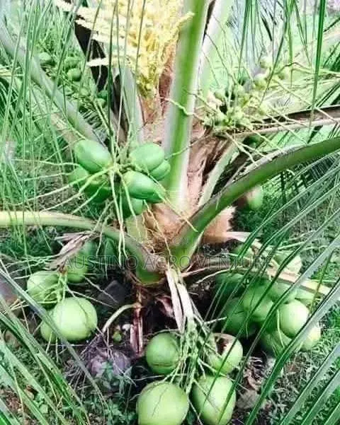 Malaysia Dwarf Coconut Seedlings