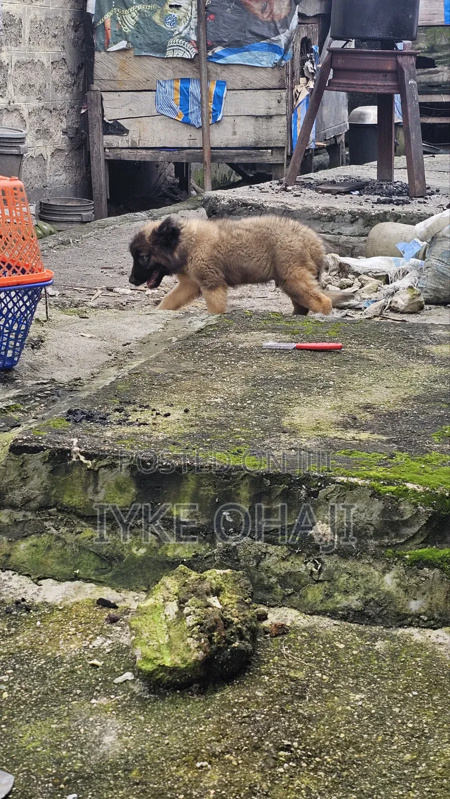 3-6 months Male Purebred Caucasian Shepherd