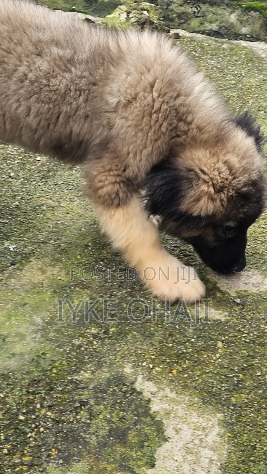 3-6 months Male Purebred Caucasian Shepherd