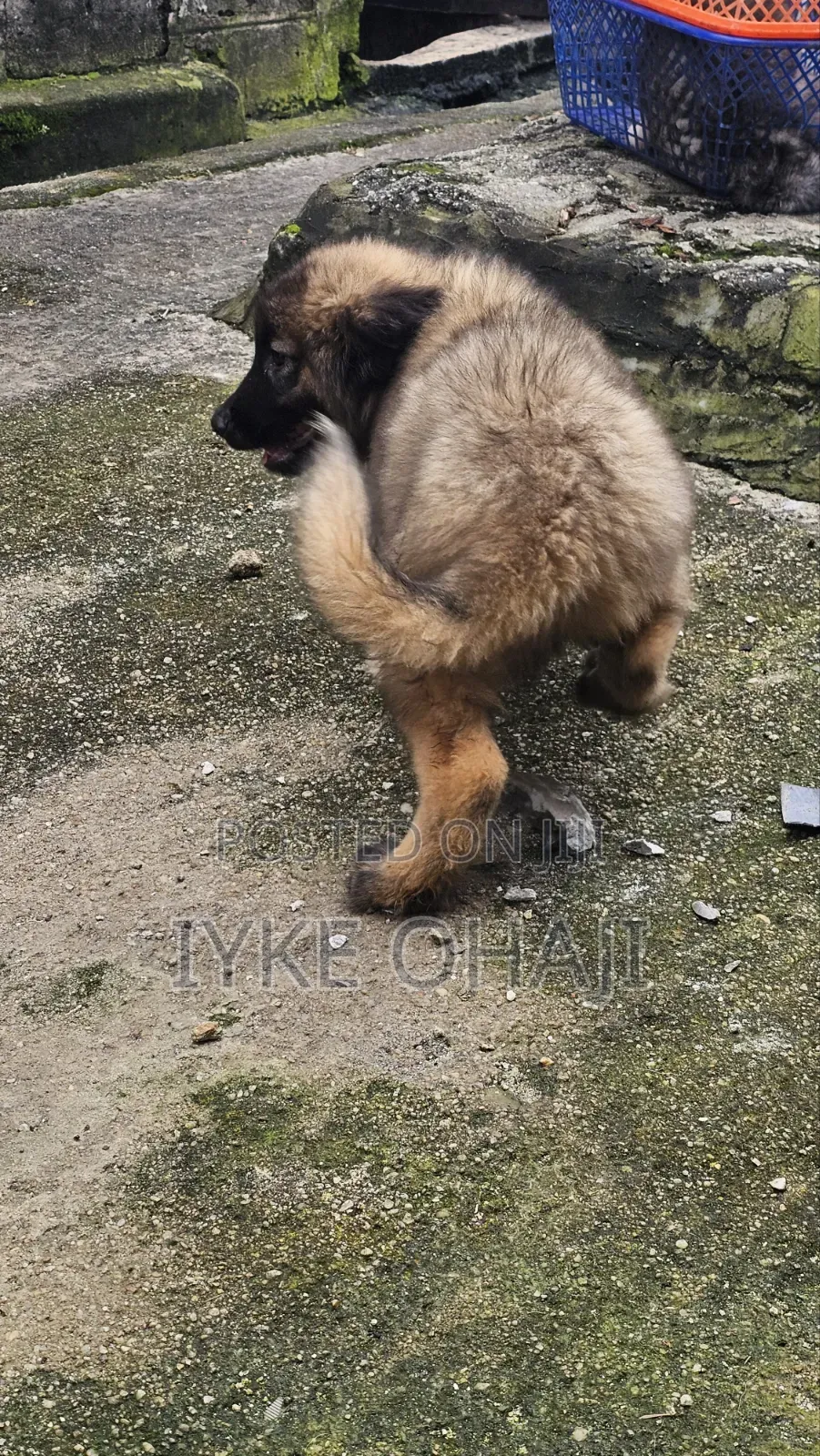 3-6 months Male Purebred Caucasian Shepherd