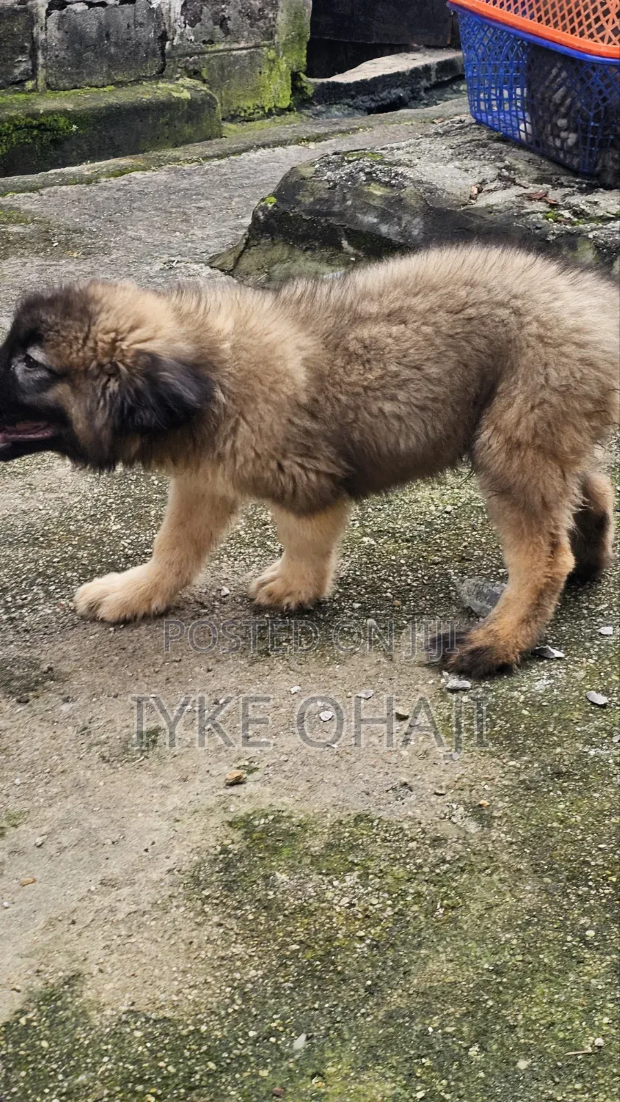 3-6 months Male Purebred Caucasian Shepherd