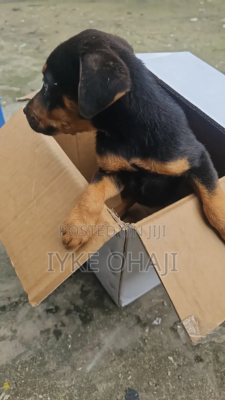 1-3 months Female Purebred Rottweiler