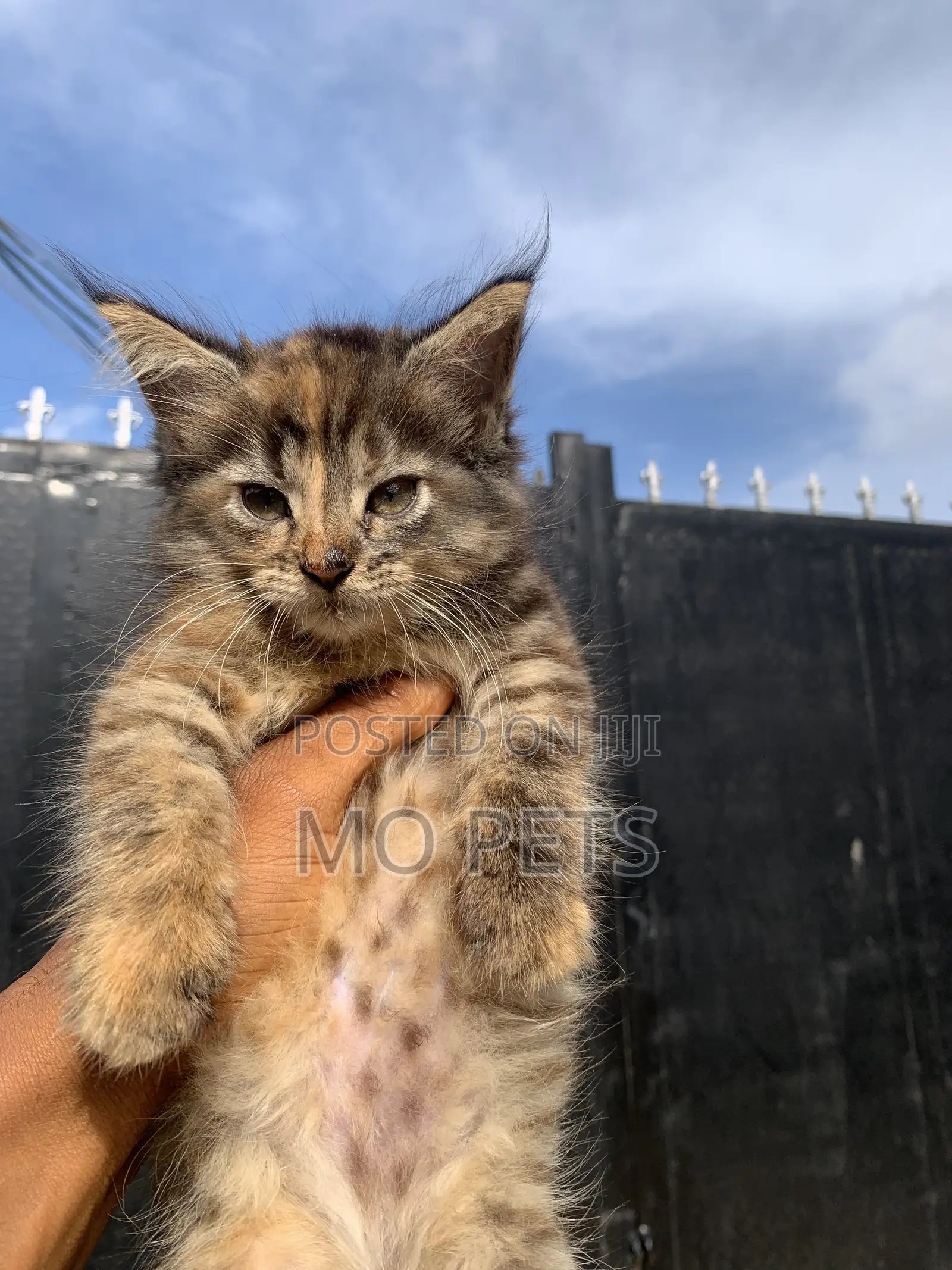 1-3 months Female Purebred Maine Coon