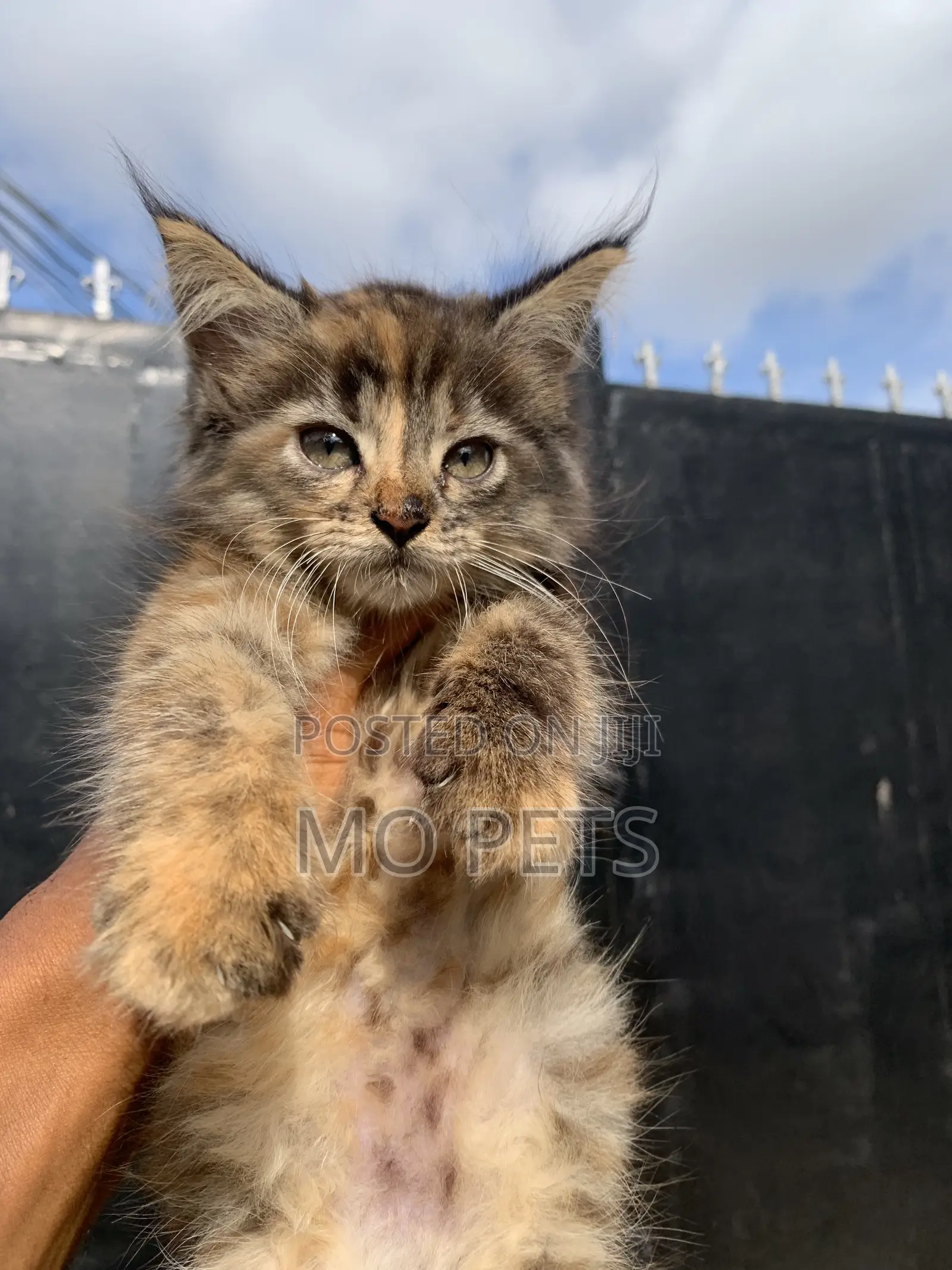 1-3 months Female Purebred Maine Coon