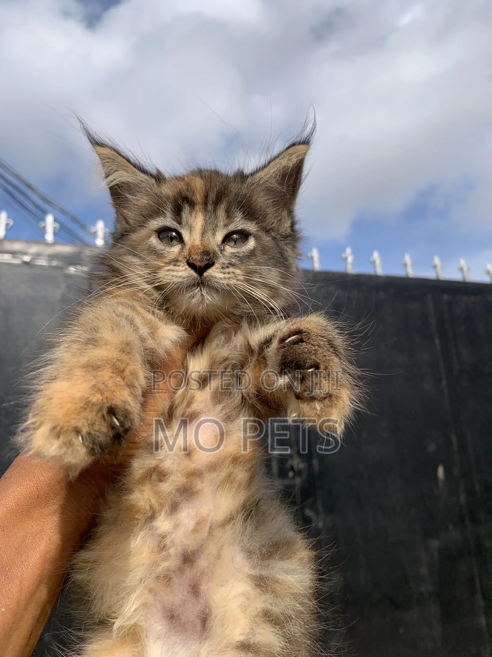1-3 months Female Purebred Maine Coon
