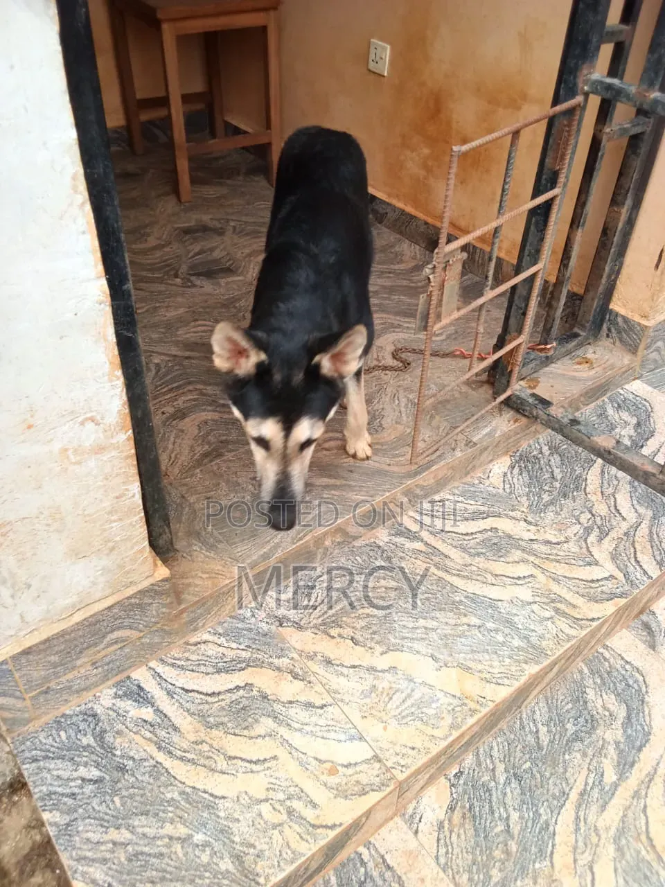 6-12 months Female Purebred German Shepherd