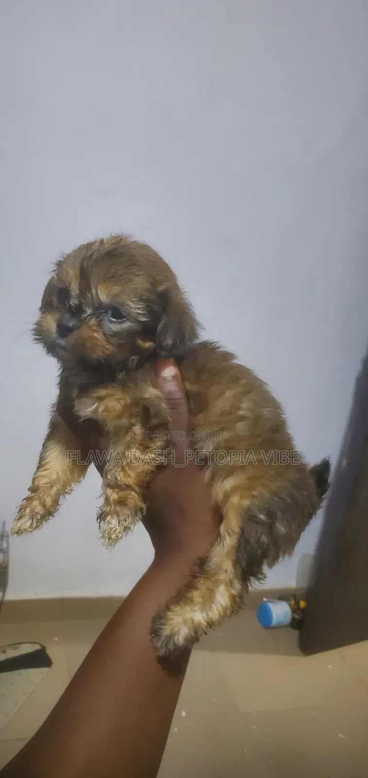 1-3 months Male Purebred Lhasa Apso
