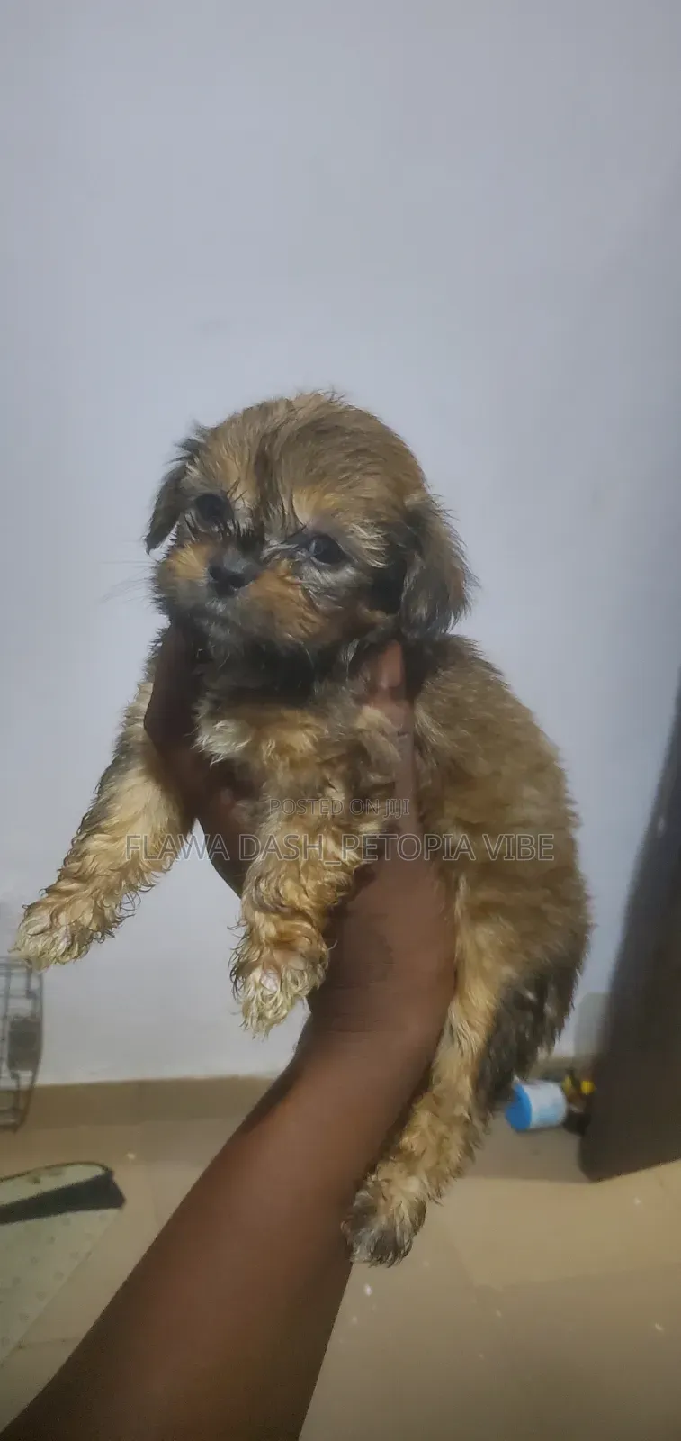 1-3 months Male Purebred Lhasa Apso