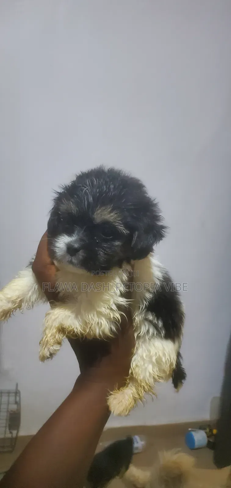 1-3 months Male Purebred Lhasa Apso