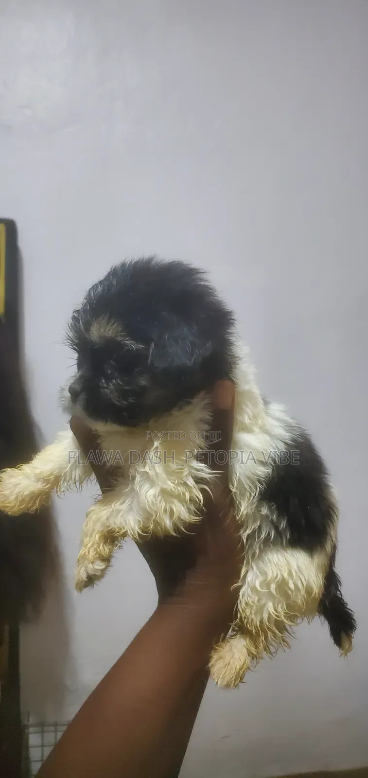 1-3 months Male Purebred Lhasa Apso