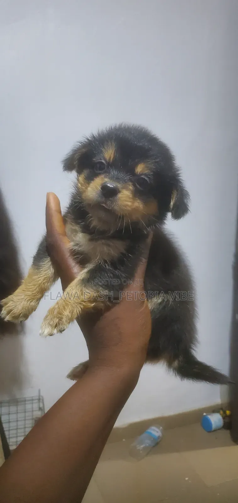 1-3 months Male Purebred Lhasa Apso