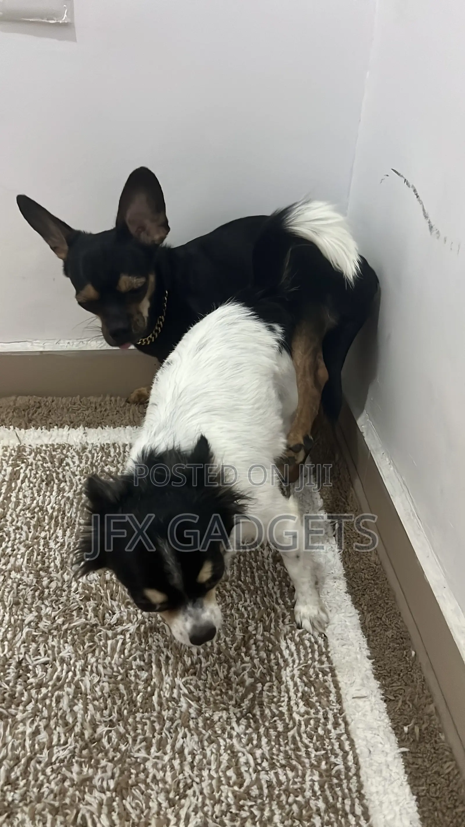 6-12 months Male Purebred Chihuahua