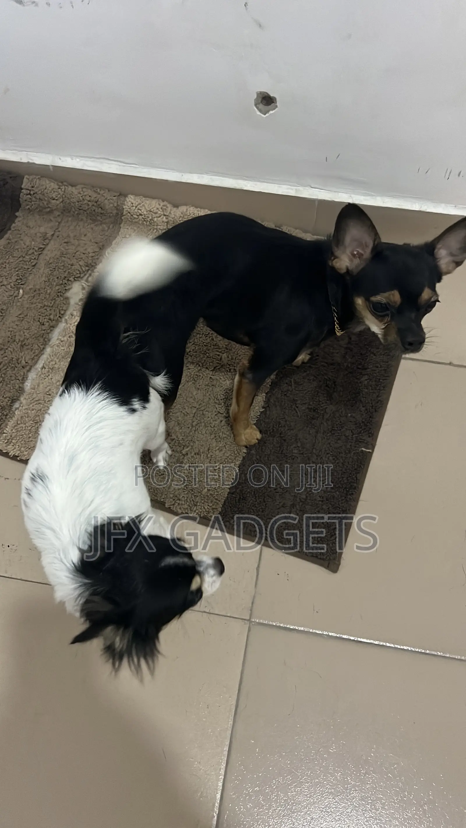 6-12 months Male Purebred Chihuahua