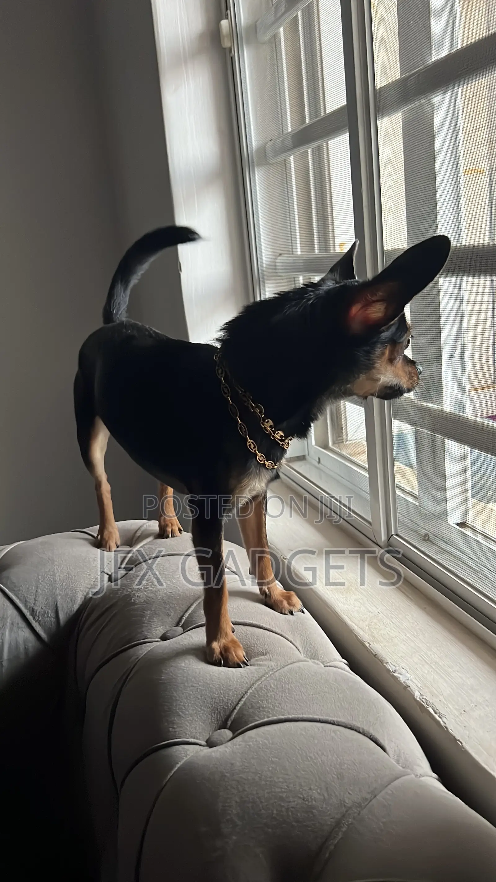 6-12 months Male Purebred Chihuahua