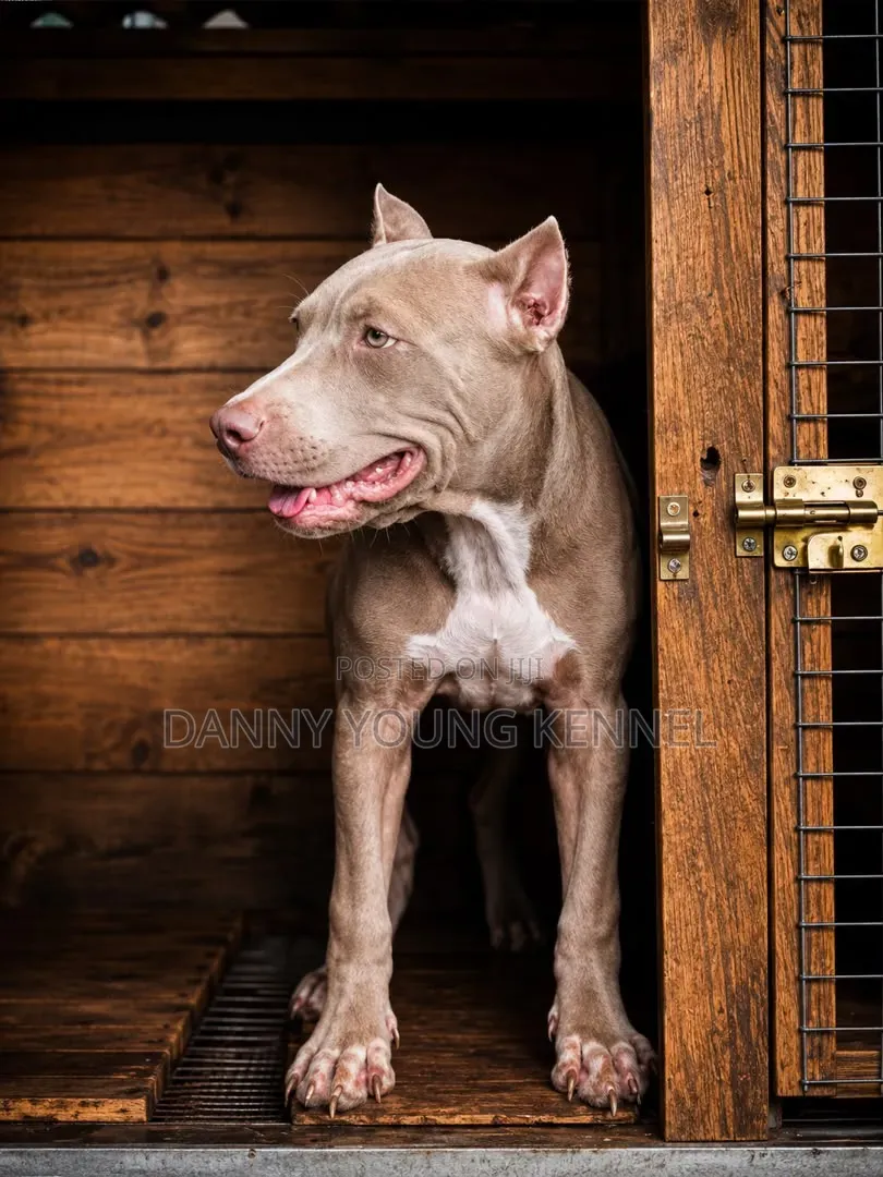 3-6 months Male Purebred American Pit Bull Terrier