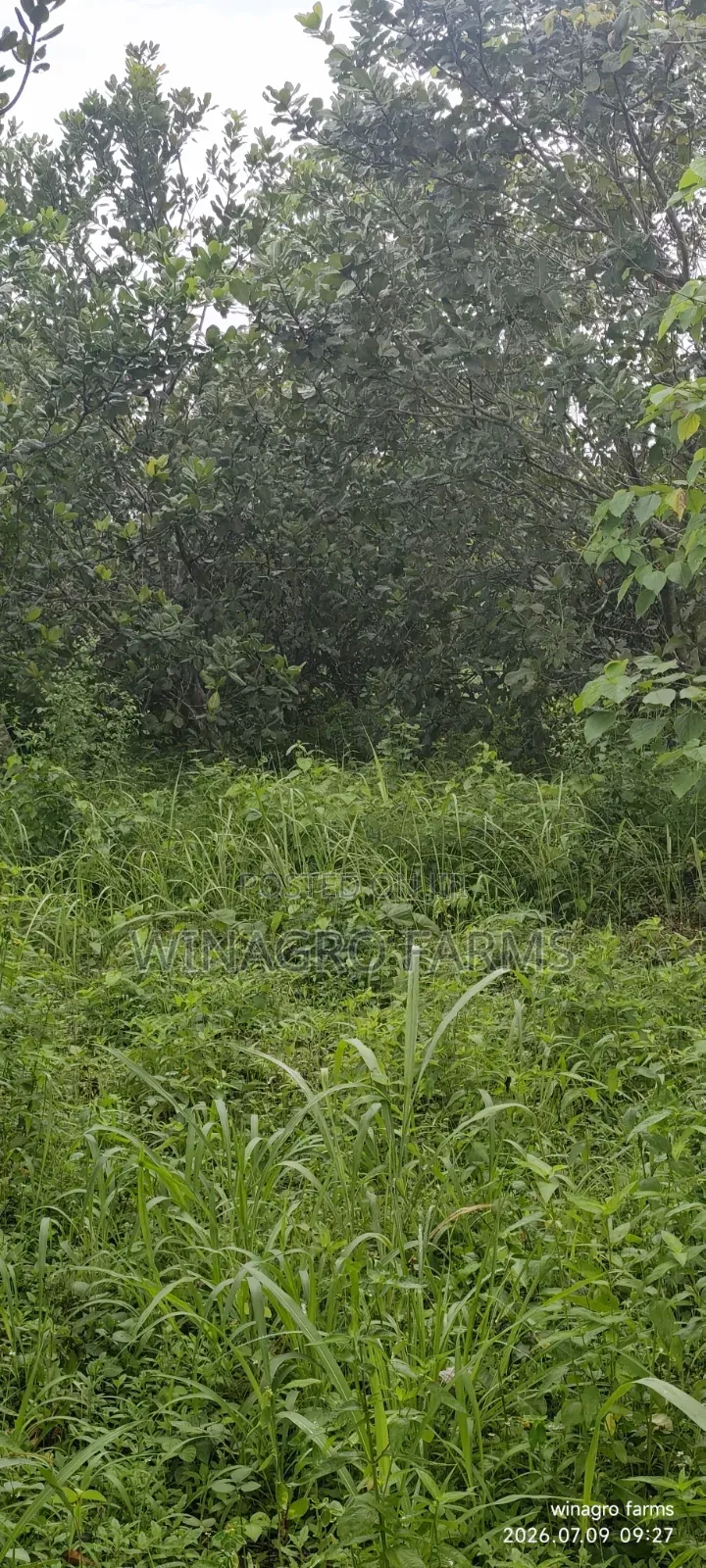 3 Acres of Ready-Made Cashew Palm Tree Farm