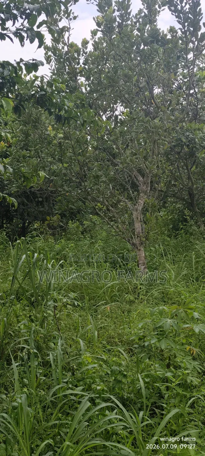 3 Acres of Ready-Made Cashew Palm Tree Farm