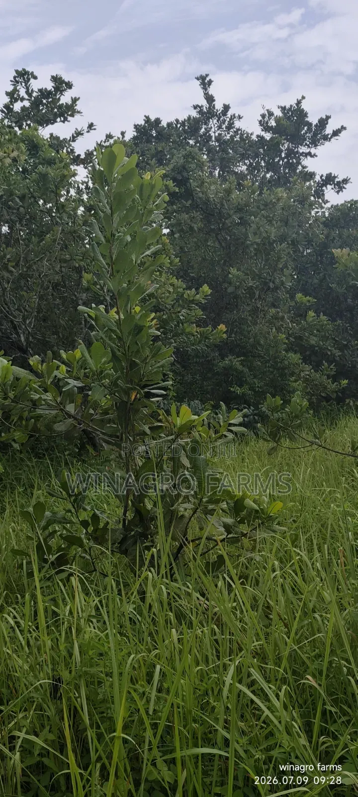 Cashew Palm Tree Farmland 3 Acres for Sale