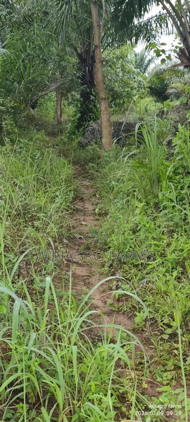 Cashew Palm Tree Farmland 3 Acres for Sale