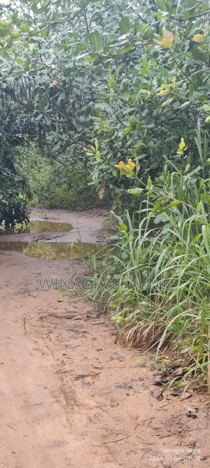 Cashew Palm Tree Farmland 3 Acres for Sale