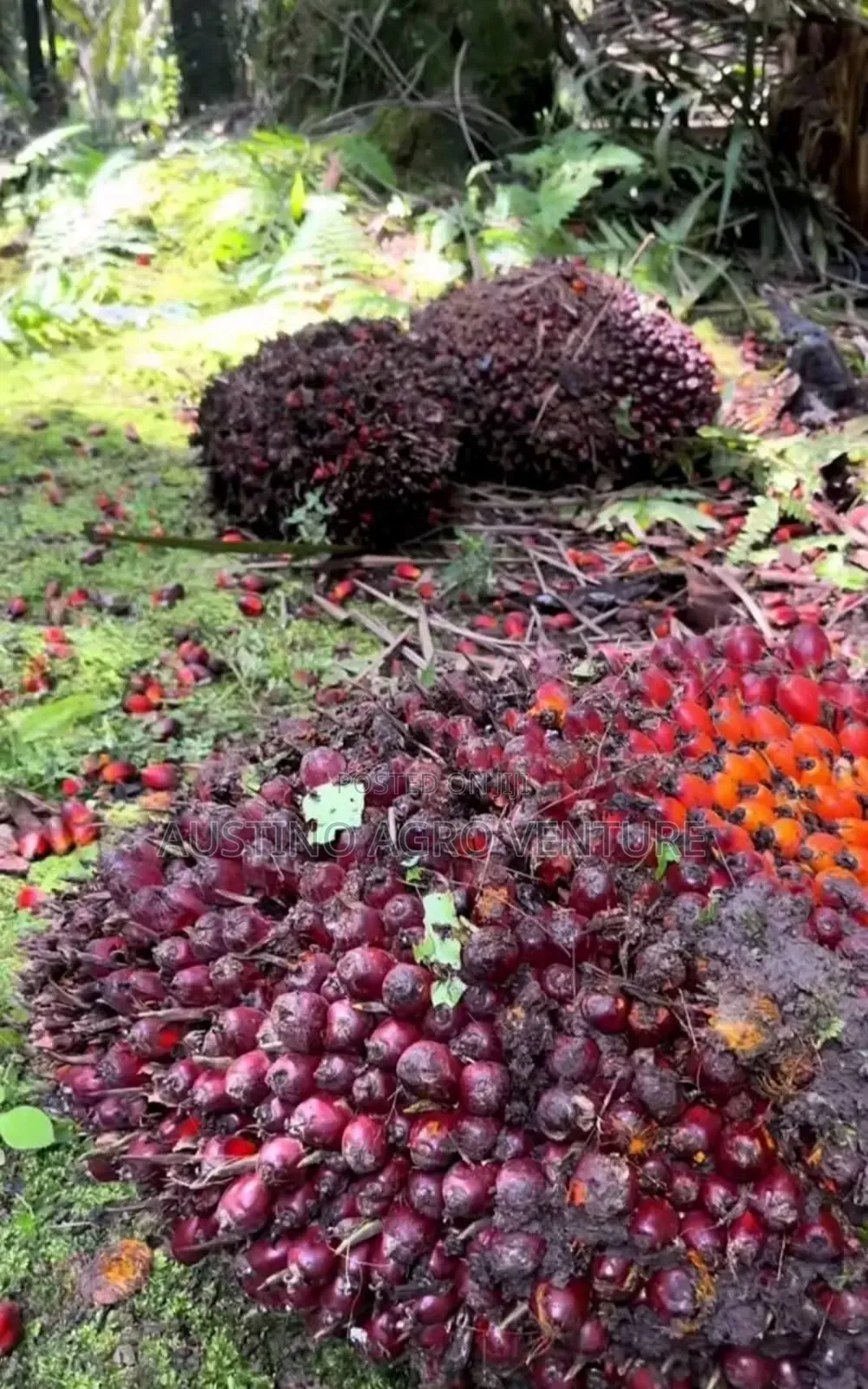 Hybrid Tenera Oil Palm Seedlings